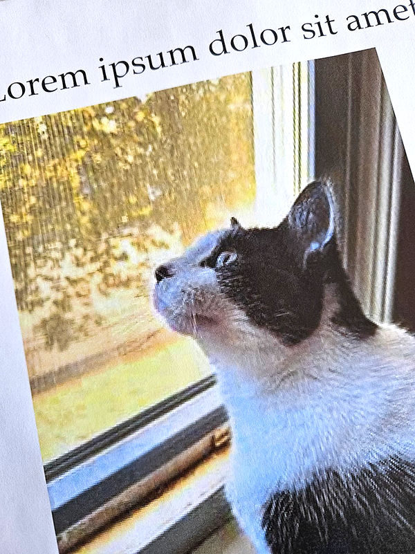 Photograph of a printed version of the small cat picture with placeholder text surrounding the photo.  The photo has been enlarged and it looks pixelated, and did not print at a high quality.