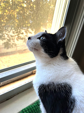 Small, close up photo of a black and white cat with green eyes.