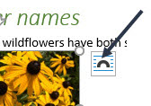 Image of the Black-eyed Susans photo in the Word document. An arrow is pointing to the Layout options button. 