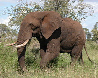 African elephant walking in tall grass