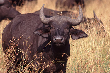 Cape Buffalo standing in tall dry grass