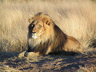 Male Lion laying in clearing with tall grass behind him