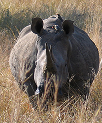 Rhino standing in tall dry grass