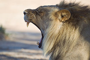 Yawning male lion