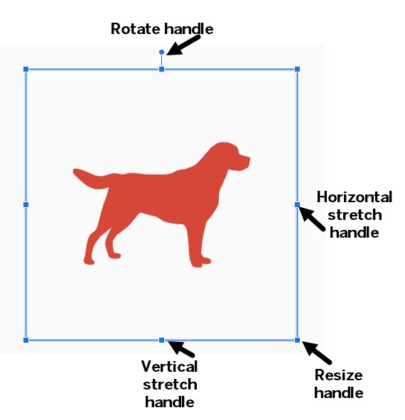 An image of a dog with a bounding box and handles. The rotate handle is at the top of the image. The horizontal stretch handles are on the right and left sides. The vertical stretch handles are on the top and bottom. The resizing handles are at the corners.