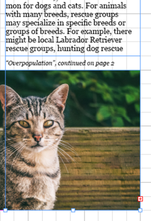 Bottom right corner of page 2, with a red plus sign displaying in the out port at the lower right corner of the cat photo indicating the overset text in the right column.