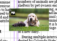 Cursor loaded with a thumbnail of the file cat and dog.tif.