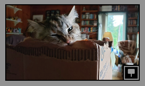 Thumbnail of cat4.jpg.