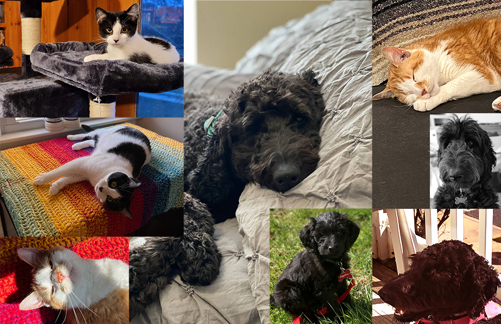 Example of finished collage, including 8 different photos of Angelica the dog, a black labradoodle, Eliza the cat, a black and white shorthair cat, and Peggy the cat, an orange tabby cat with white markings on her face, chest, and legs.