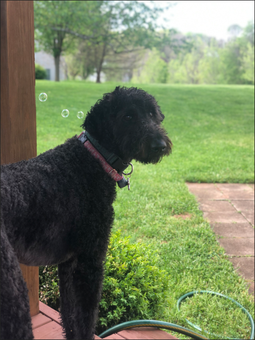 Photo of Angelica the dog. Angelica is standing outside, with a grassy background and part of a brick patio visible in the background. A garden hose is visible in the lower right corner of the photo.