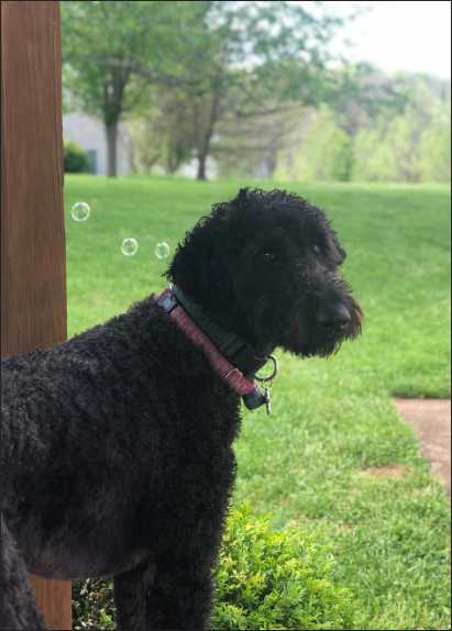 Image of Angelica the dog, cropped to remove the garden hose previously visible in the lower right corner of the photo.