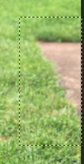 Close up of photo of Angelica the dog focusing on the patio bricks, with a dotted line around the section of patio visible on the lower left side of the image