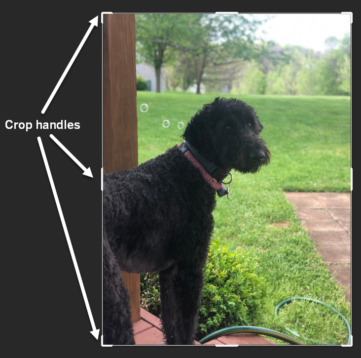 Photo of Angelica the dog with the Crop frame visible. Arrows point to the handles on the top left corner, middle left side, and bottom left corner with the caption 'crop handles' next to the arrows.