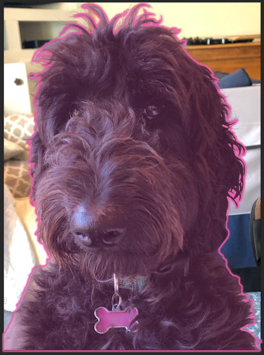Close-up photograph of Angelica the dog, with the dog highlighted with a colored overlay to indicate that she will be selected when the user clicks on her.