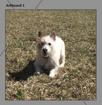 Screenshot of artboard with photo of a dog on it.
